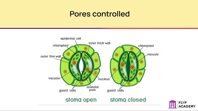 Plant Organ System | GCSE Biology - Organisation | Flyp Academy смотреть онлайн