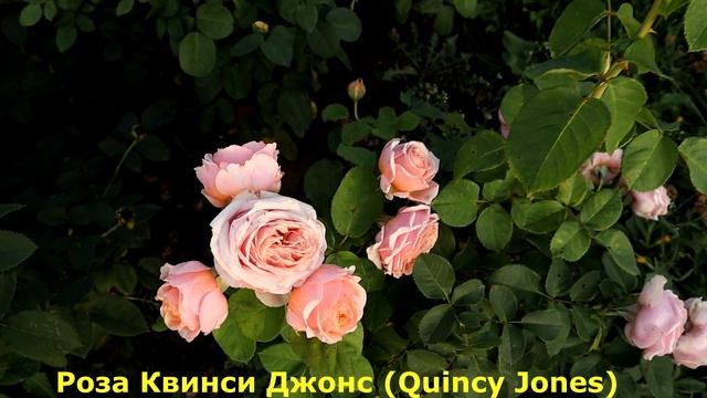 ТОП 4- Самые лучшие розы, которые удивили в этом сезоне! Сорта без недостатков! смотреть онлайн