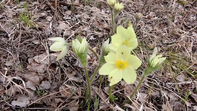 ПОДСНЕЖНИКИ СИБИРИ смотреть онлайн