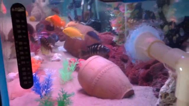 Мальки бирюзовой акары, малавийские цихлиды , и прочие) смотреть онлайн