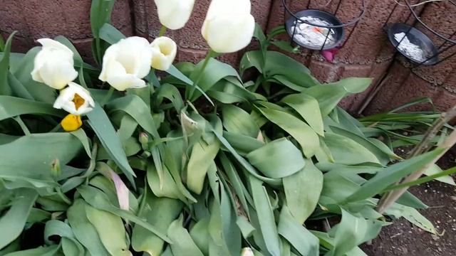 Первомайский цветущий сад. #розы #тюльпаны #ландыши #канны смотреть онлайн