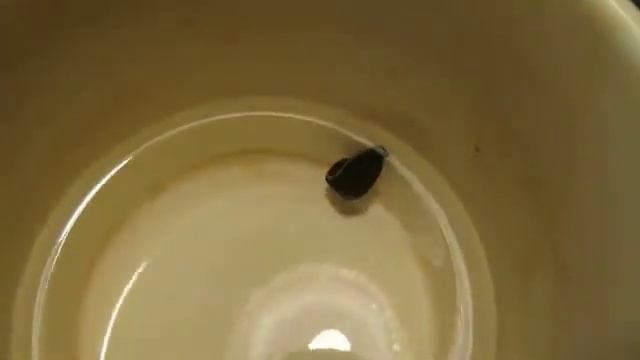 114 Гирудотерапия такого не видела смотреть онлайн