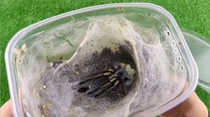 Как определить пол у паука птицееда.