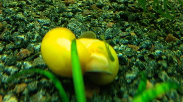 Оплодотворение ампулярий