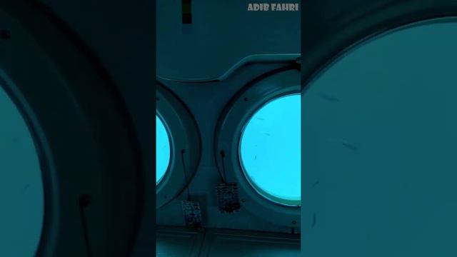 ATLANTIS Submarine Shipwreck Tour In Cozumel, Mexico | Short Video смотреть онлайн