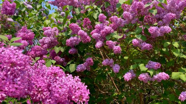 Mackinac Island Lilac Festival 2023 | The Biggest Lilacs You've Ever SEEN! - Marquette Park