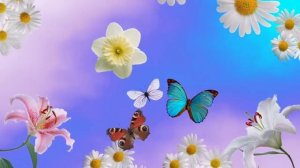 Футаж Небо, бабочки, цветы.