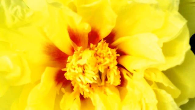 Peony Bartzella (Itoh Hybrid) - www.peonyshop.com смотреть онлайн