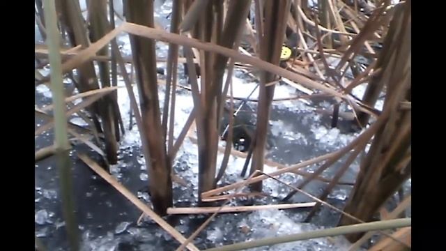 Карась зимой в камышах. Первый лёд. Карась зимой на мормышку смотреть онлайн