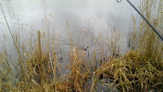 как ловить щуку на силикон зимой смотреть онлайн