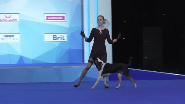 Танцы с собаками "Евразия - 2017". смотреть онлайн