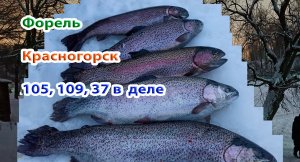 Красногорск форель. Эклипсы 105,109, 37 работают. Зомби клюнул сам)