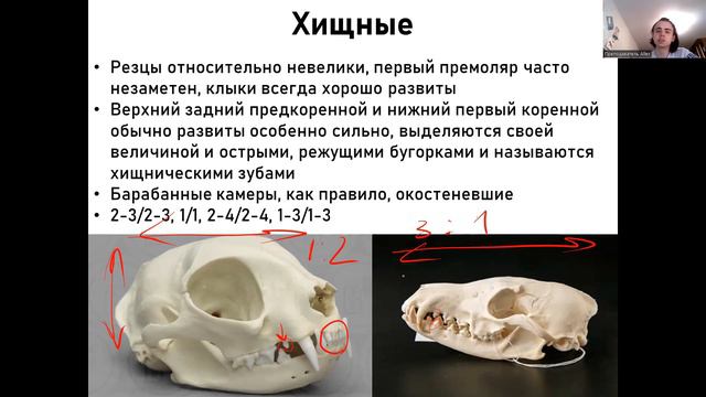 Готовимся к кабинету зоологии позвоночных с Андреем | Alles смотреть онлайн