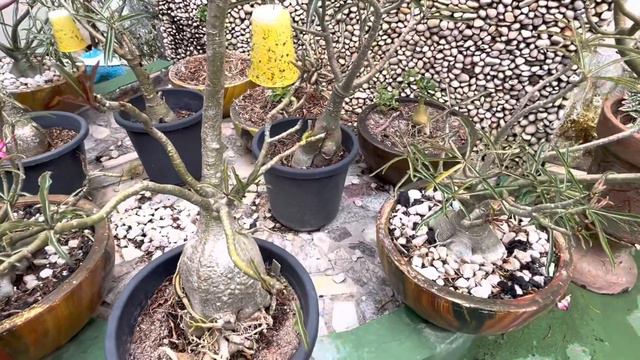 ADENIUM CRISPUM - conheça essa espécie de ROSA DO DESERTO смотреть онлайн
