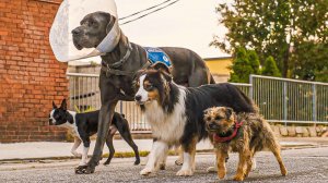 Отвязные дворняги — Русский трейлер (2023)