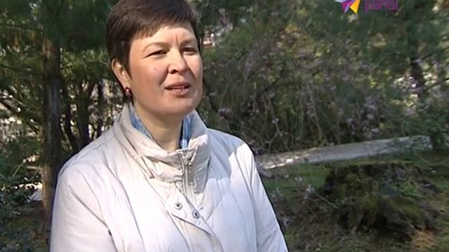 В Сочи расцвела японская вишня смотреть онлайн