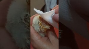 Выпадение прямой кишки у цыпленка(геморрой)