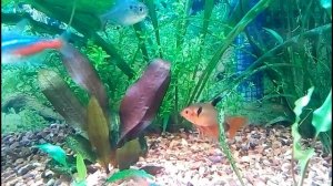 Осмокот (удобрение) в аквариуме.