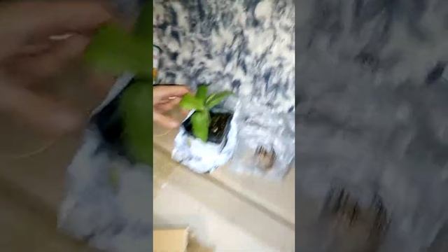 Агро- Маркет посылка саженцев бананов карликовых сортов и луковицы самых красивых сортов тюльпанов.