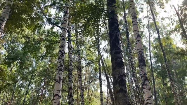 День с нами /Собирайся со мной/Прогулка смотреть онлайн