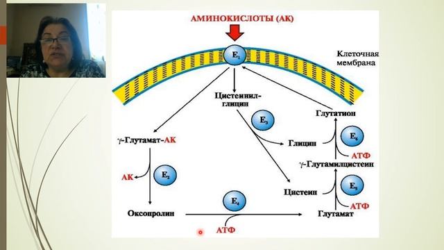 Обмен простых белков I часть смотреть онлайн