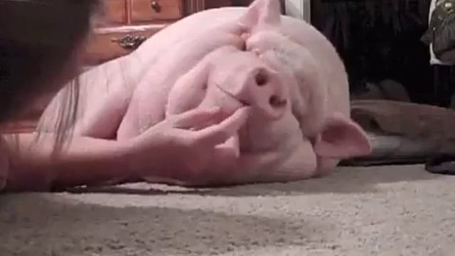 Приколы #5 свинья