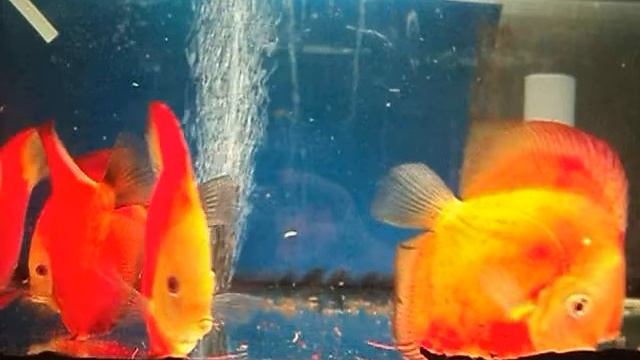 Крупные красные дискусы MyDiscus смотреть онлайн