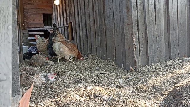 8 мая. Мамуля вывела цыплят гулять.🐤🐤🐤🐤🐤 смотреть онлайн