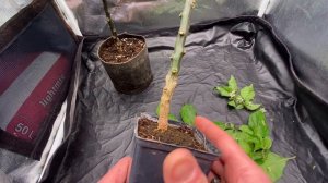 Жгучий перец Каролина Рипер мини в горшке 0.28 л и 1 л. Как вырастить? #острыйперец #carolinareaper