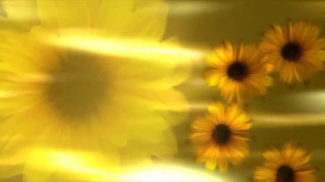 Фон для видеомонтажа Sunflower Background смотреть онлайн