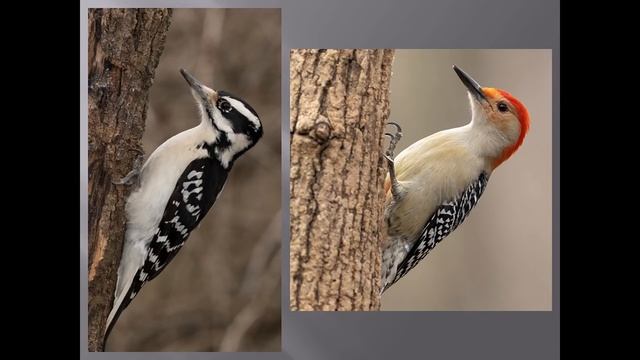 Wildlife Photo Gems Right Around the Corner with Mary Ann & Joe McDonald | OPTIC 2021 смотреть онлайн