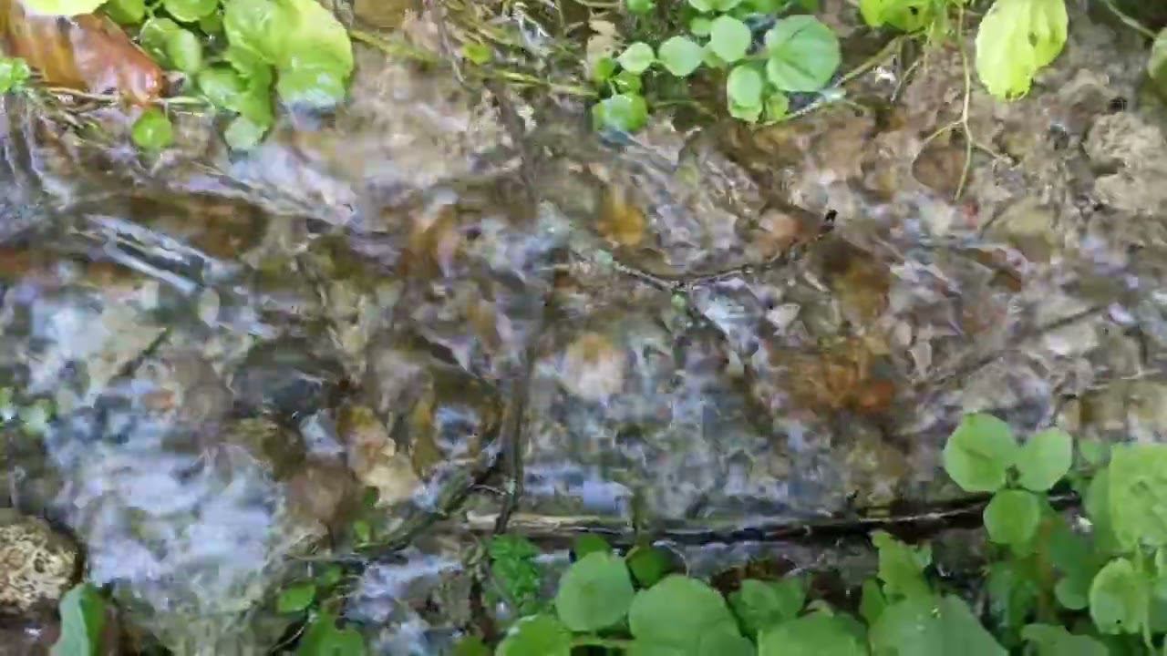 A Clear Stream #nature