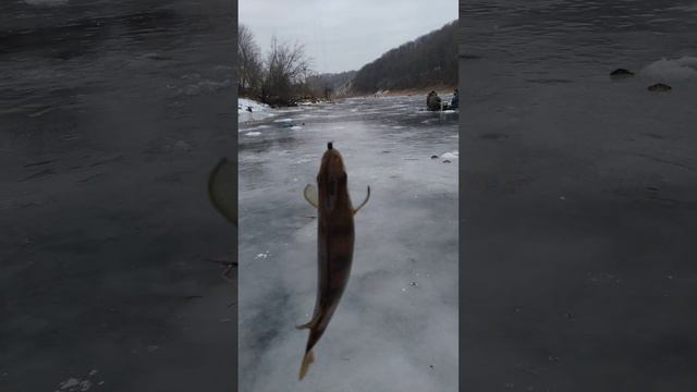 Рыбалка на МОРМЫШКУ 🐟🕳️🎣❄️ Река ЗУША ❄️🐟🕳️🎣🕳️❄️🌅📽️ смотреть онлайн