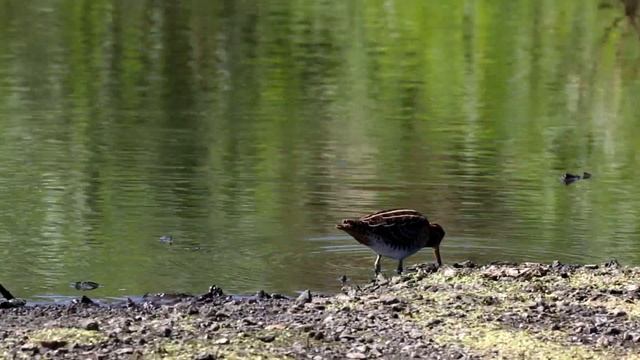 Бекас Gallinago gallinago смотреть онлайн