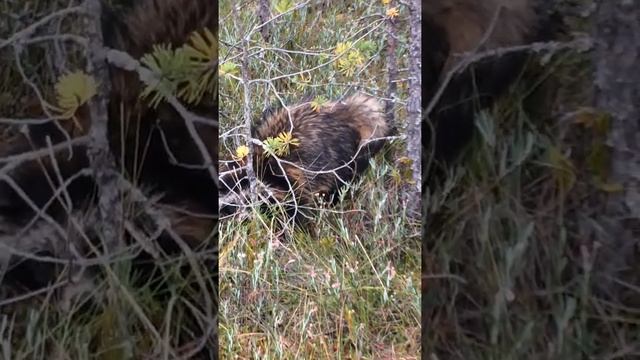 Енотовидная собака, почти полоскун ;) смотреть онлайн