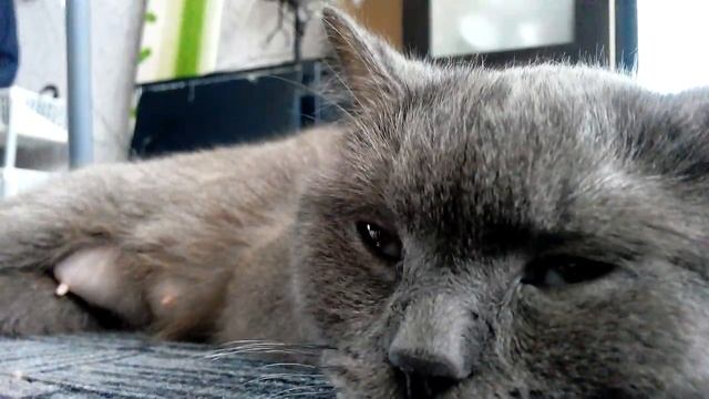 Кошка спит смотреть онлайн