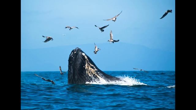 Мелодия китов и чайки. смотреть онлайн