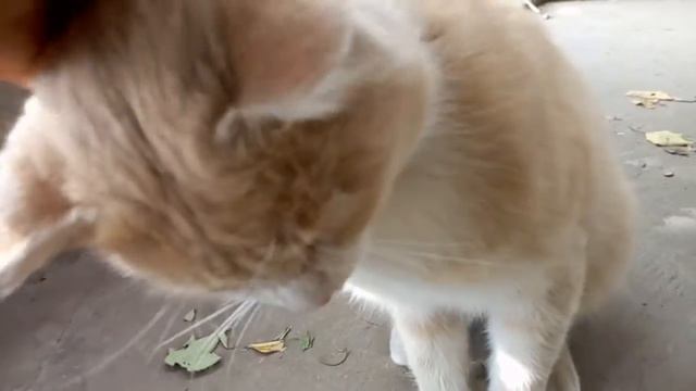 Чей-то дачный кот :) смотреть онлайн