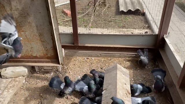 Царицынские голуби Волгоград смотреть онлайн