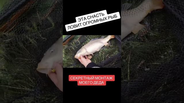 Я ? в шоке!! Рыбу можно легко ловить, огромных сазанов, крутая рыбалка с данным монтажом #рыбалка смотреть онлайн