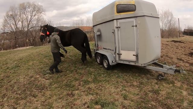 ЖЕРЕБЕЦЬ НА ПАРОВКУ/Першерон ФАРАОН/horses in Ukraine/animals video смотреть онлайн