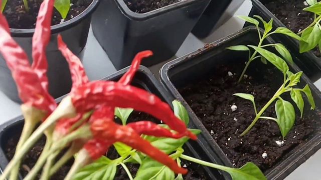 Посеяла сладкий перец Рассаду горького перца перевалила в другие стаканы.