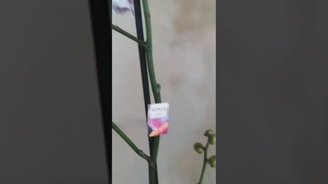 Фаленопсис биг лип 20-0989 в крап от Scenza смотреть онлайн