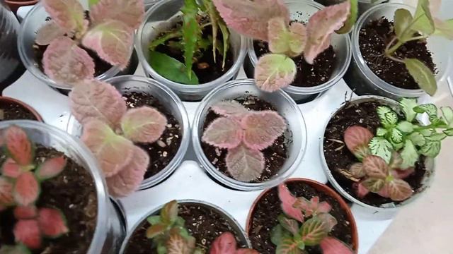 Выставка. Галактика 16 сентября. Присматриваем себе цветочки. смотреть онлайн