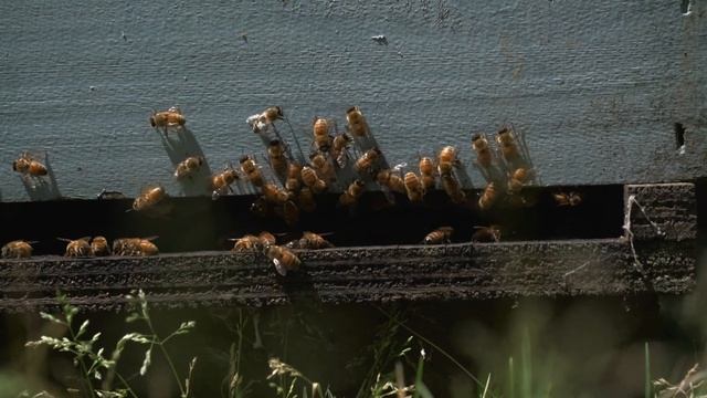 Honda Stories - Leo Nugteren смотреть онлайн