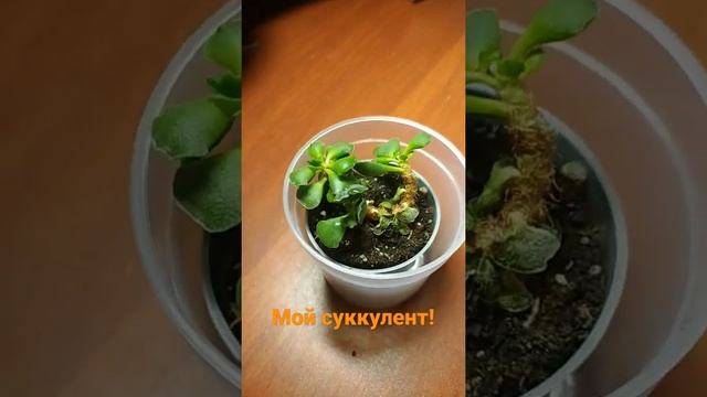 Моё новое растение под названием суккулент! смотреть онлайн