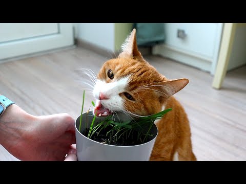 Кошка Люся ест траву смотреть онлайн