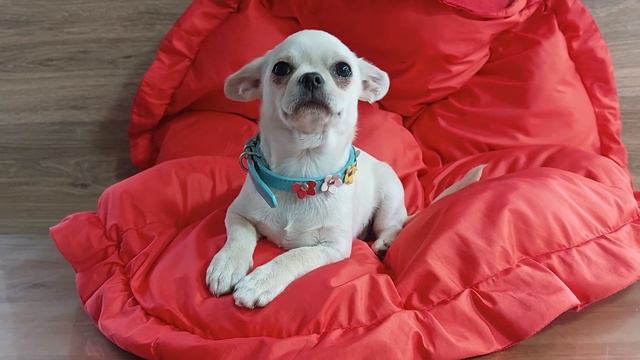 Исаврий продажа чихуахуа питомник Кастропуло Крым 89787458062 доставка есть купить красивого щенка