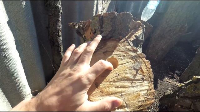 ГРИБЫ ВЕШЕНКИ НА ПНЯХ В ДОМАШНИХ УСЛОВИЯХ смотреть онлайн