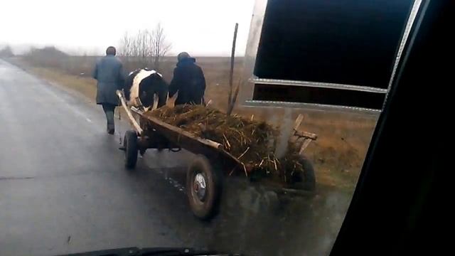 Корова запряженная в телегу смотреть онлайн